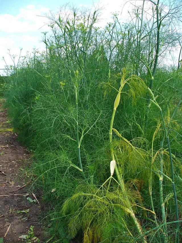 Fenouil (Foeniculum vulgare) : semis, culture et récolte