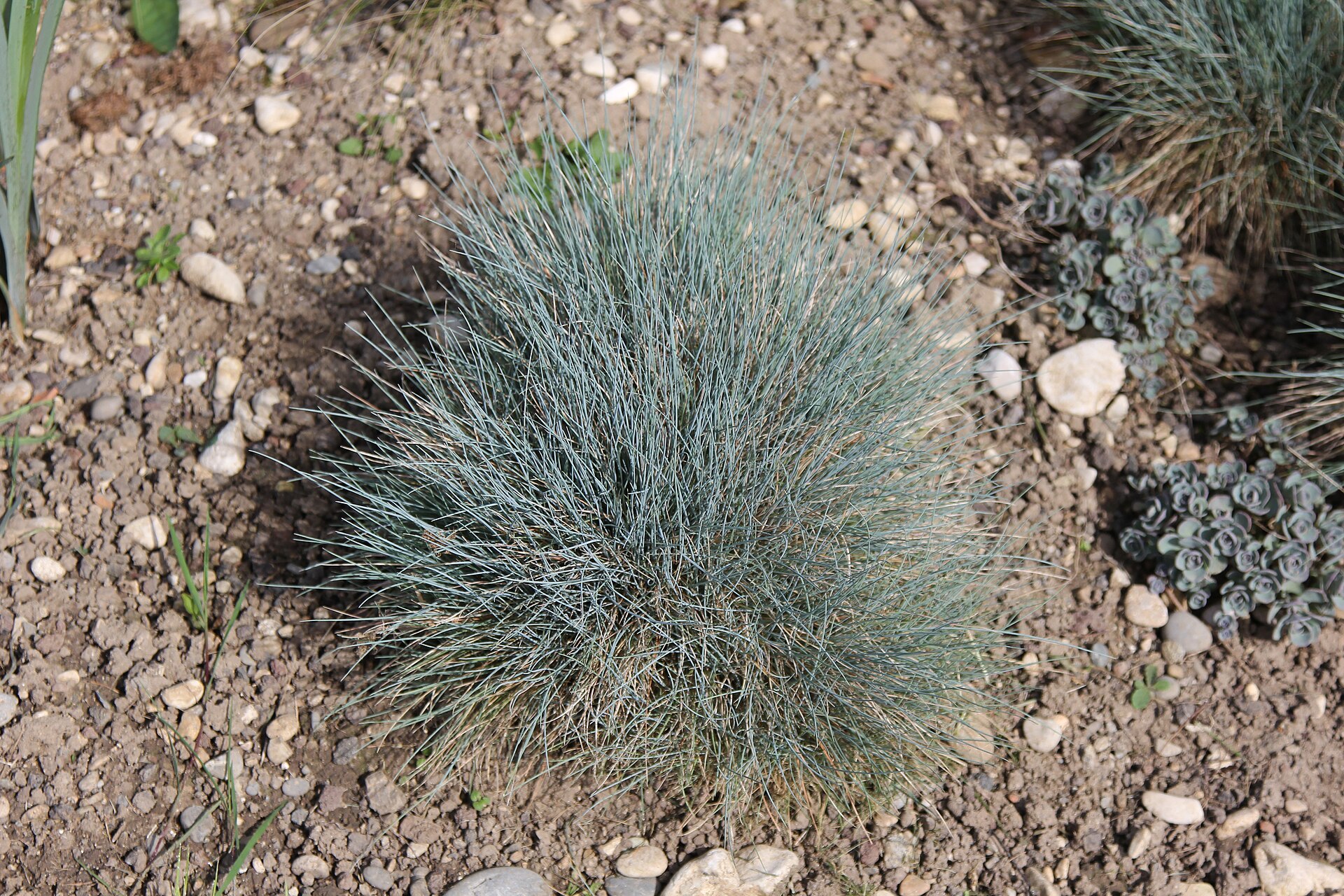Fetuque bleue