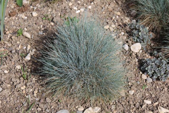 Fetuque bleue (Festuca glauca) : plantation, entretien et taille