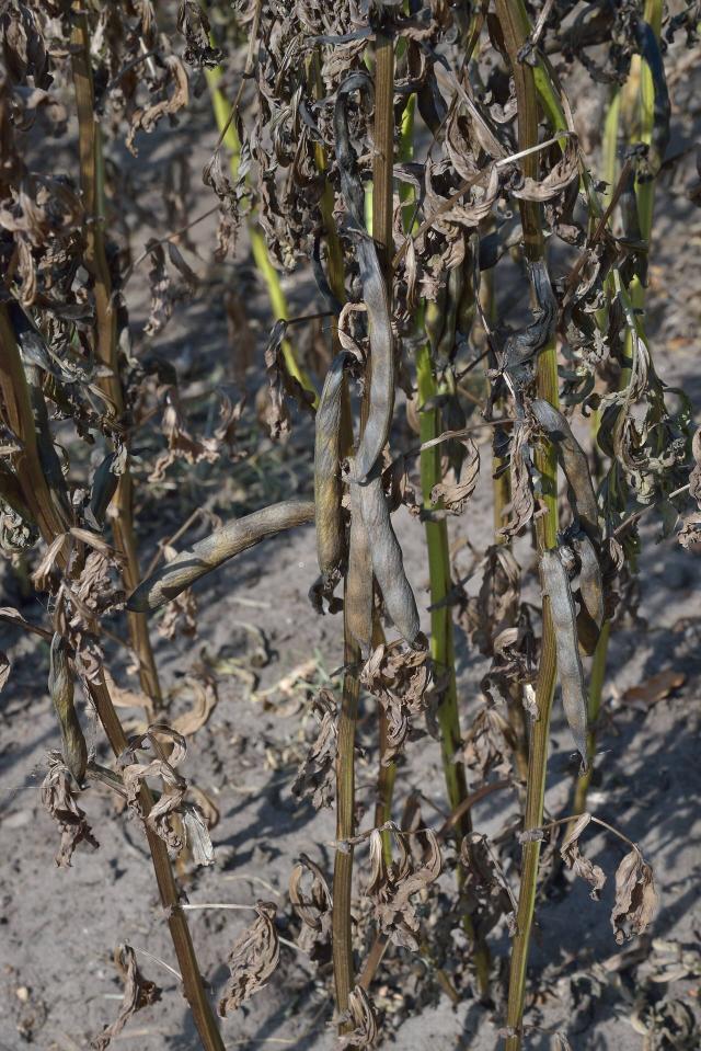 Fève (Vicia faba) : semis, culture et récolte