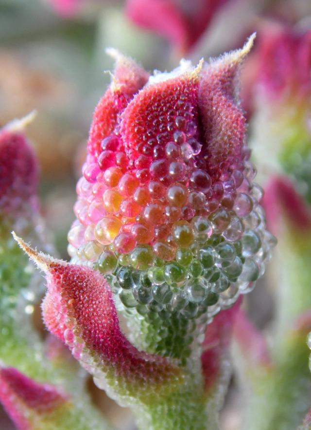 Ficoïde glaciale (Mesembryanthemum crystallinum) : culture, arrosage et entretien