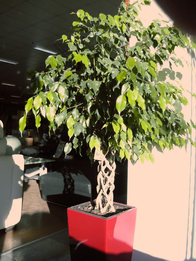 Ficus benjamina (figuier pleureur) : entretien, arrosage et feuilles qui tombent