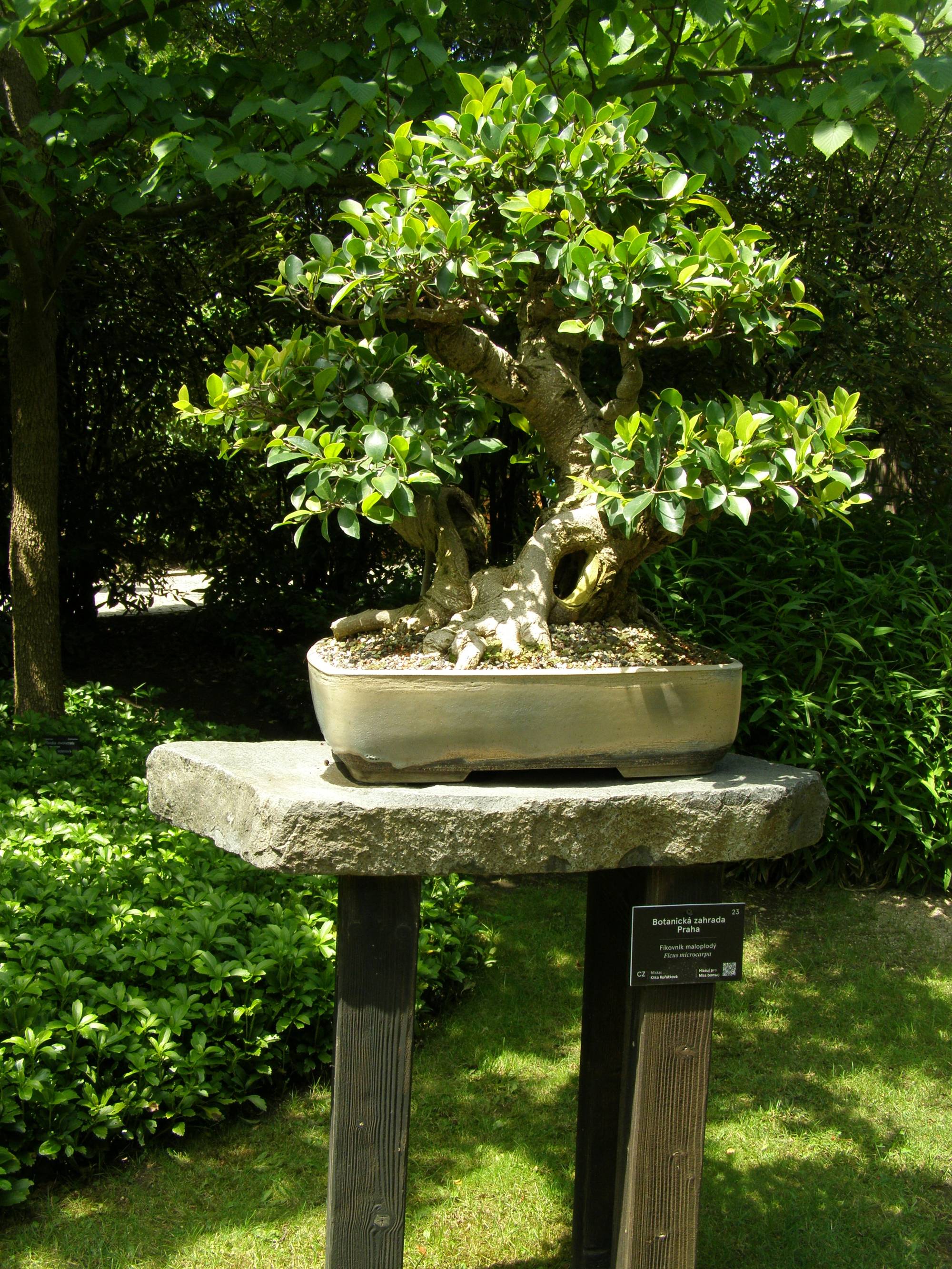 Ficus ginseng