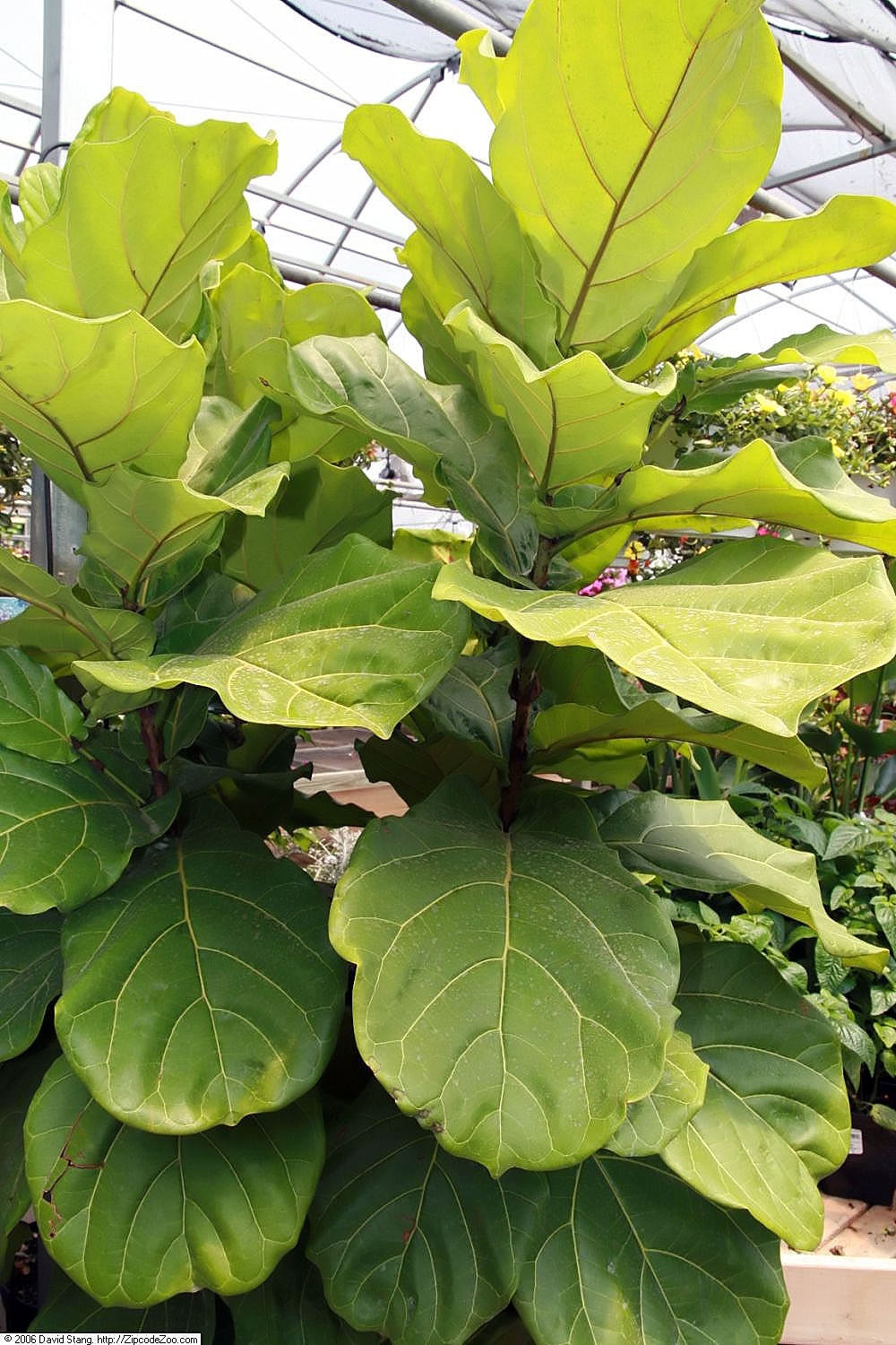Ficus lyrata