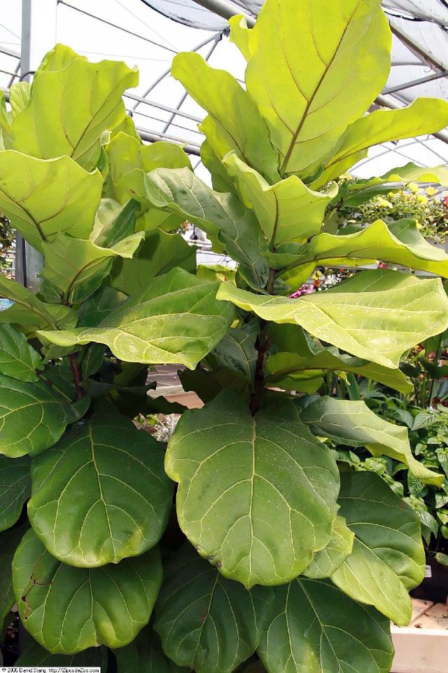 Ficus lyrata : entretien, arrosage et culture en interieur