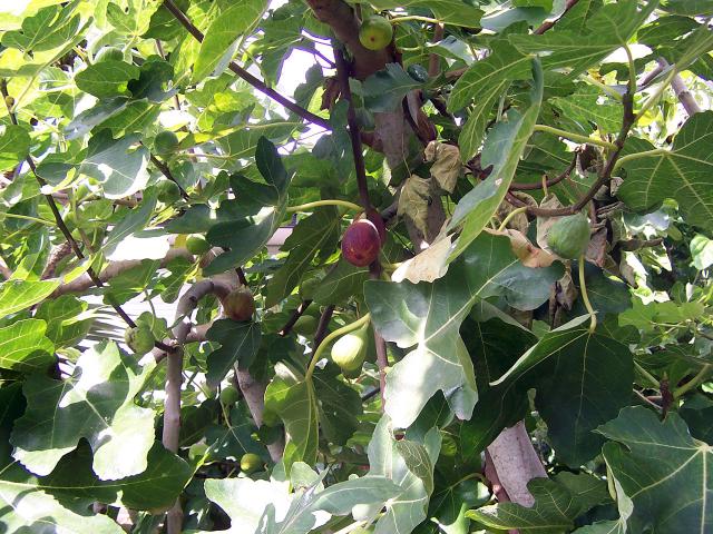 Figuier (Ficus carica) : plantation, taille et entretien
