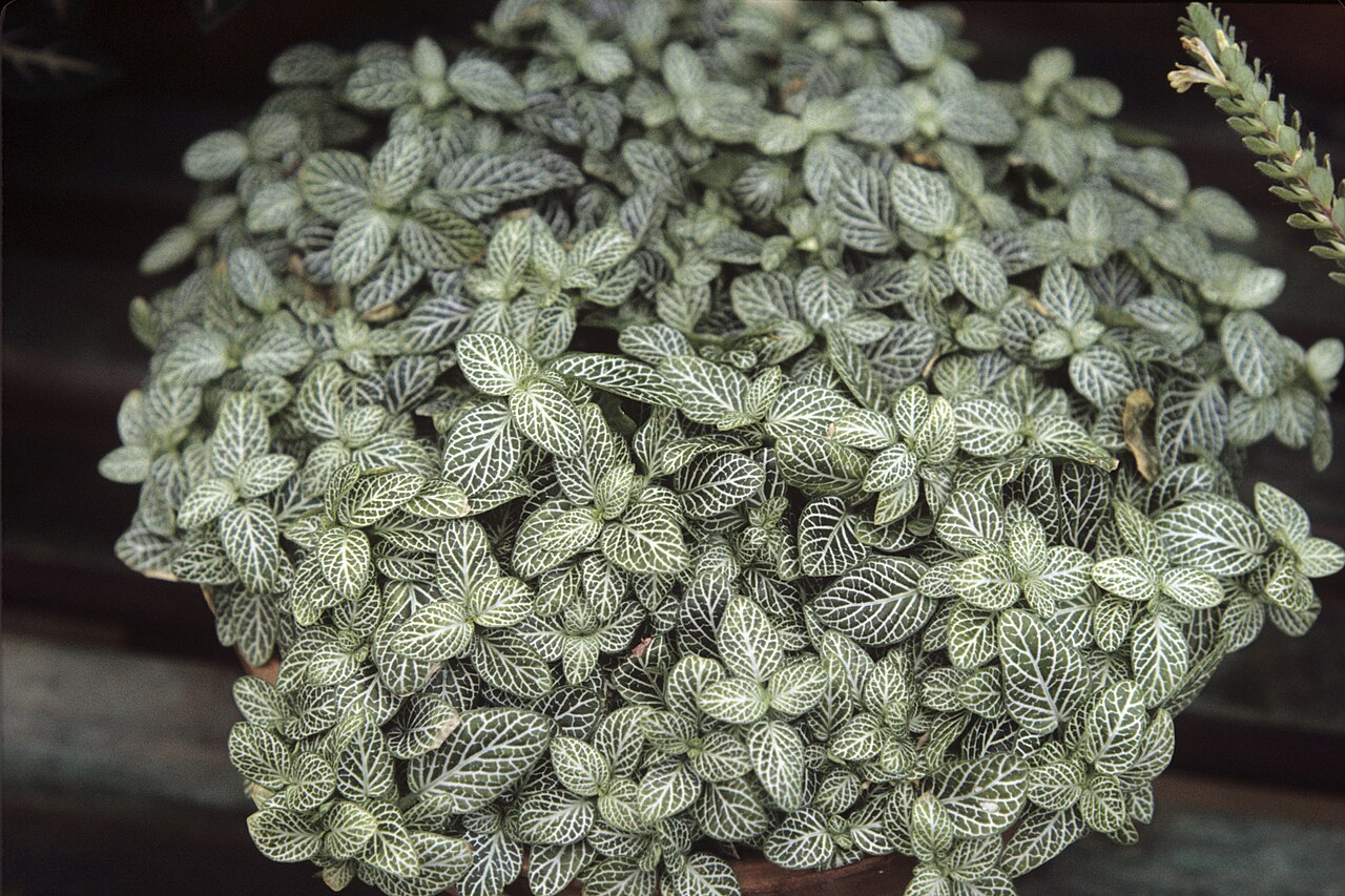 Fittonia