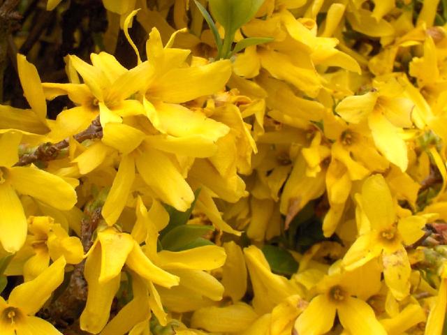 Forsythia (Forsythia × intermedia) : plantation, taille et entretien