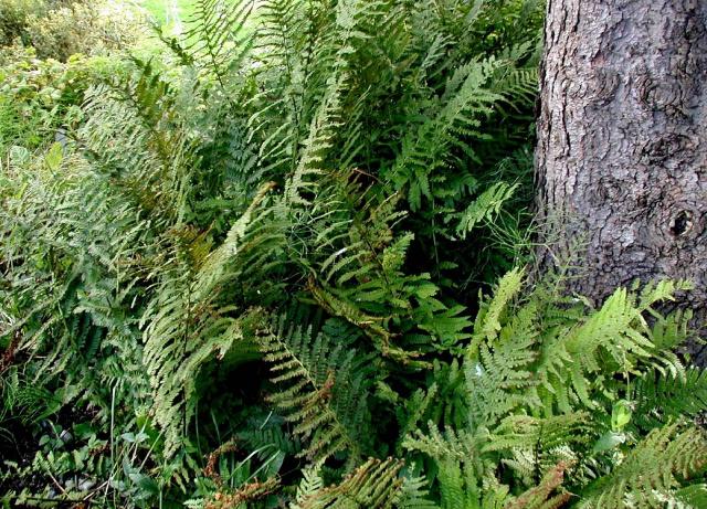 Fougère (Dryopteris filix-mas) : plantation, entretien et culture à l'ombre