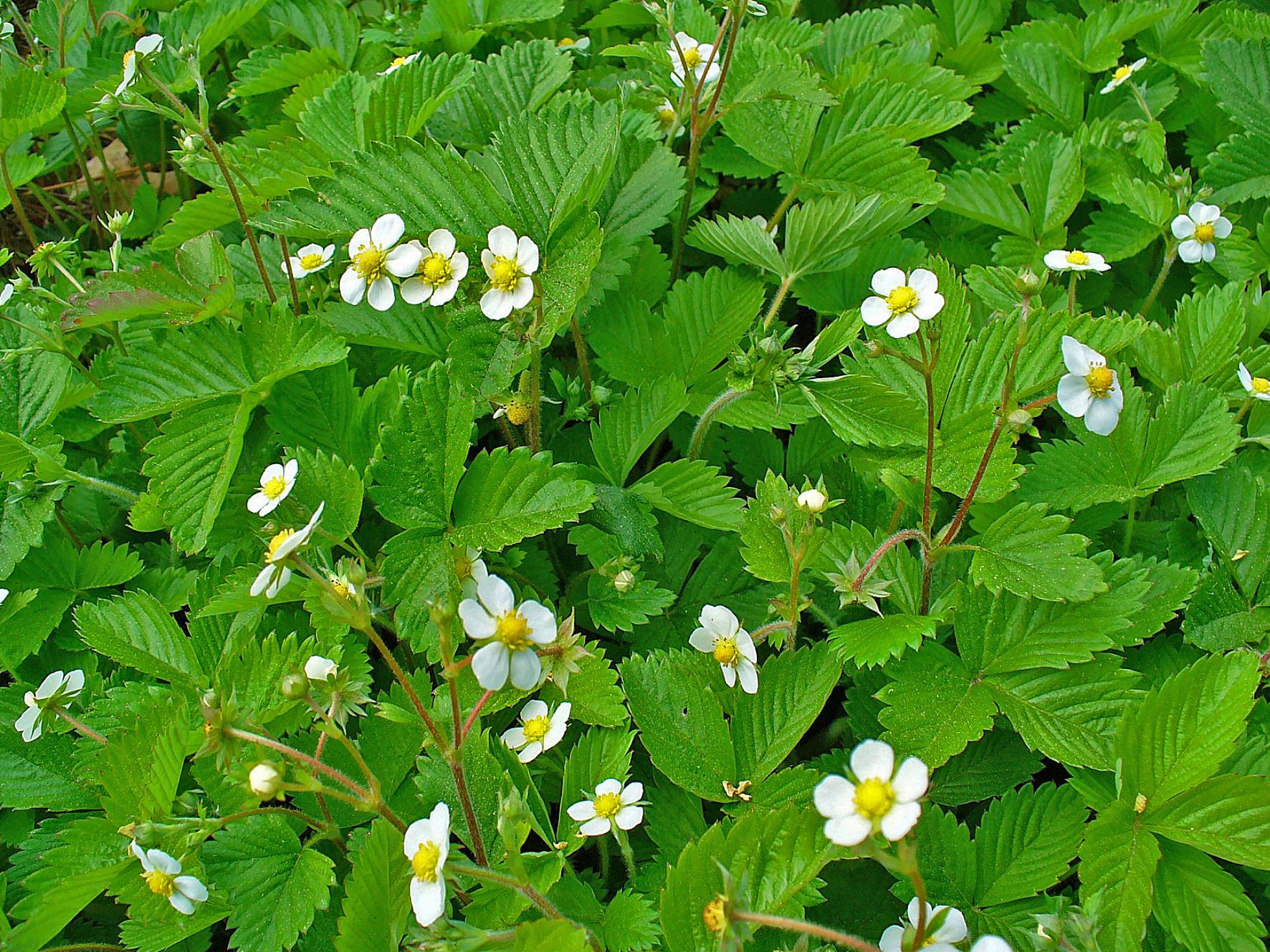 Fraisier des bois