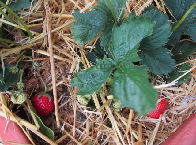 Fraisier (Fragaria × ananassa) : plantation, entretien et récolte