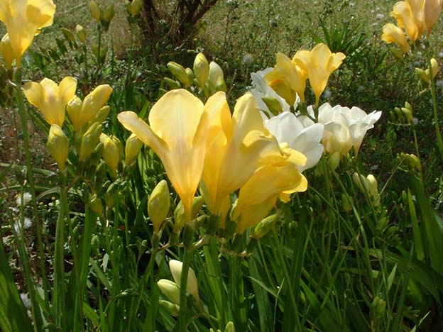 Freesia (Freesia × hybrida) : plantation, parfum et entretien
