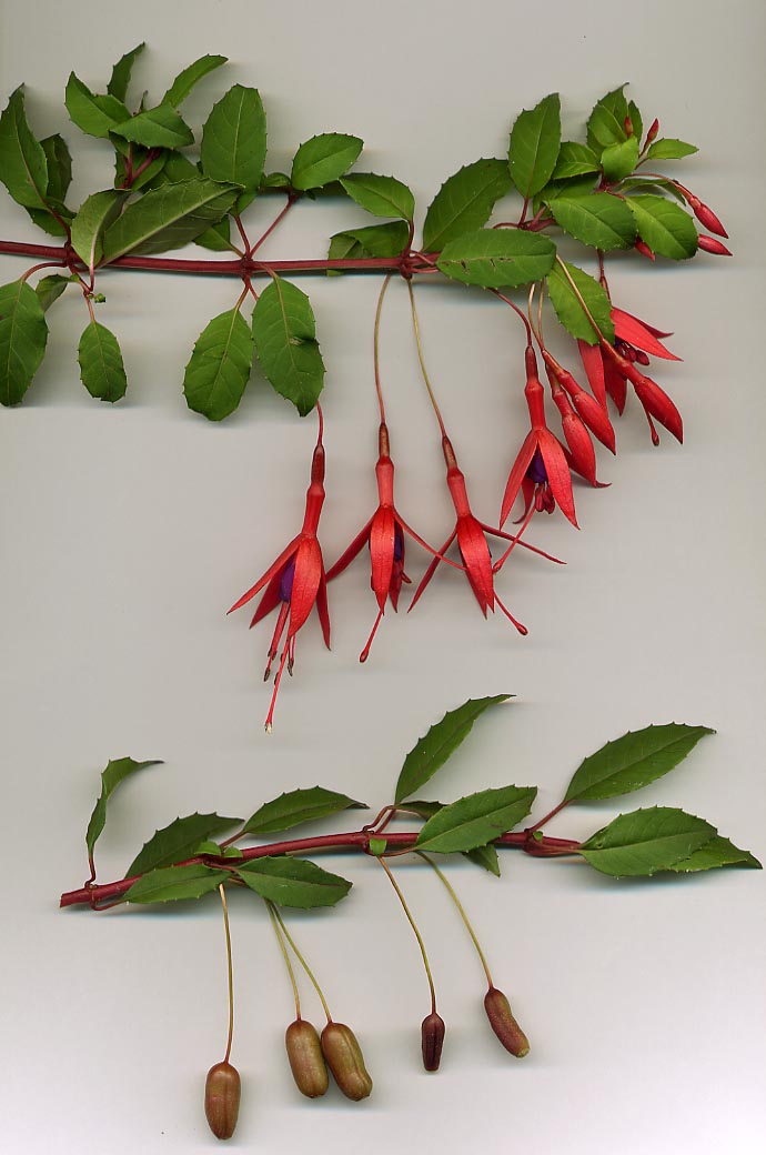 Fuchsia rustique