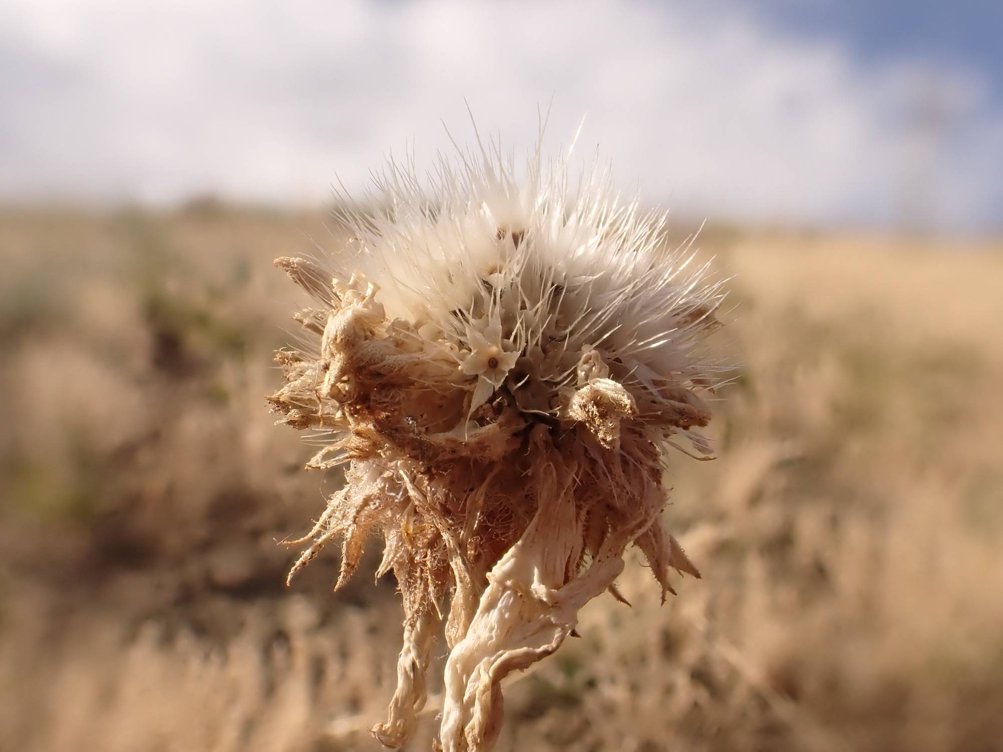 Gaillarde