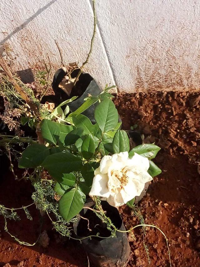 Gardénia (Gardenia jasminoides) : plantation, arrosage et entretien