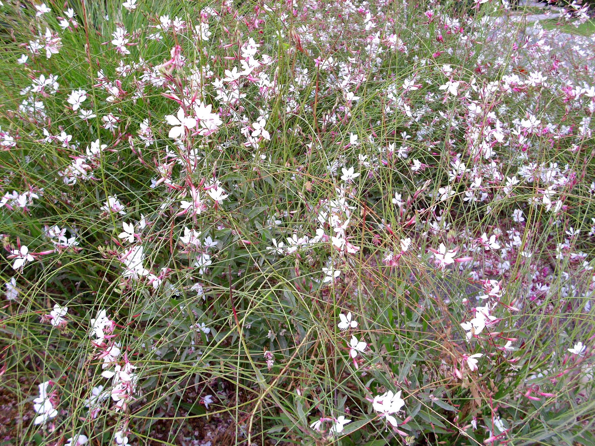 Gaura