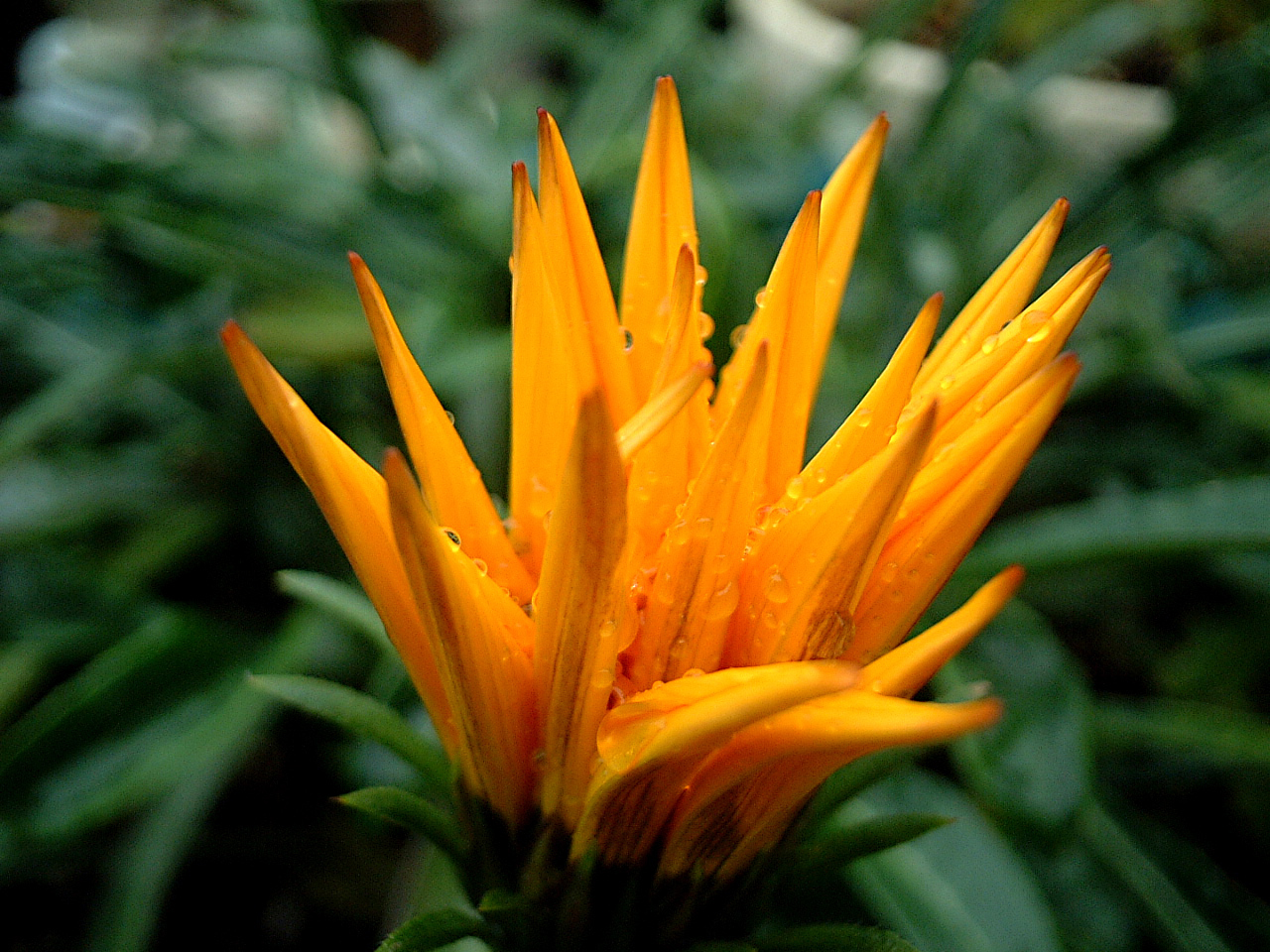 Gazania