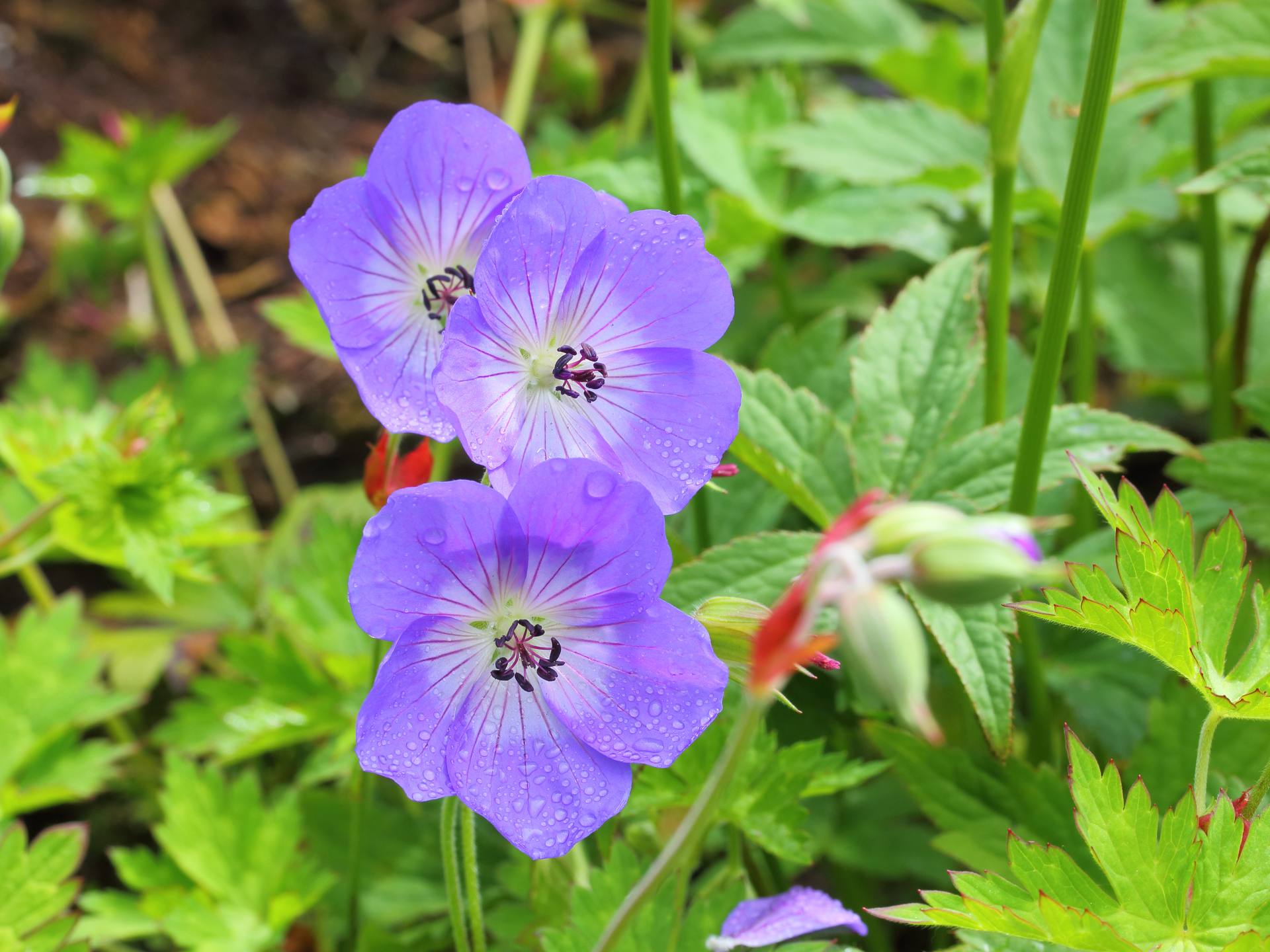 Géranium Rozanne