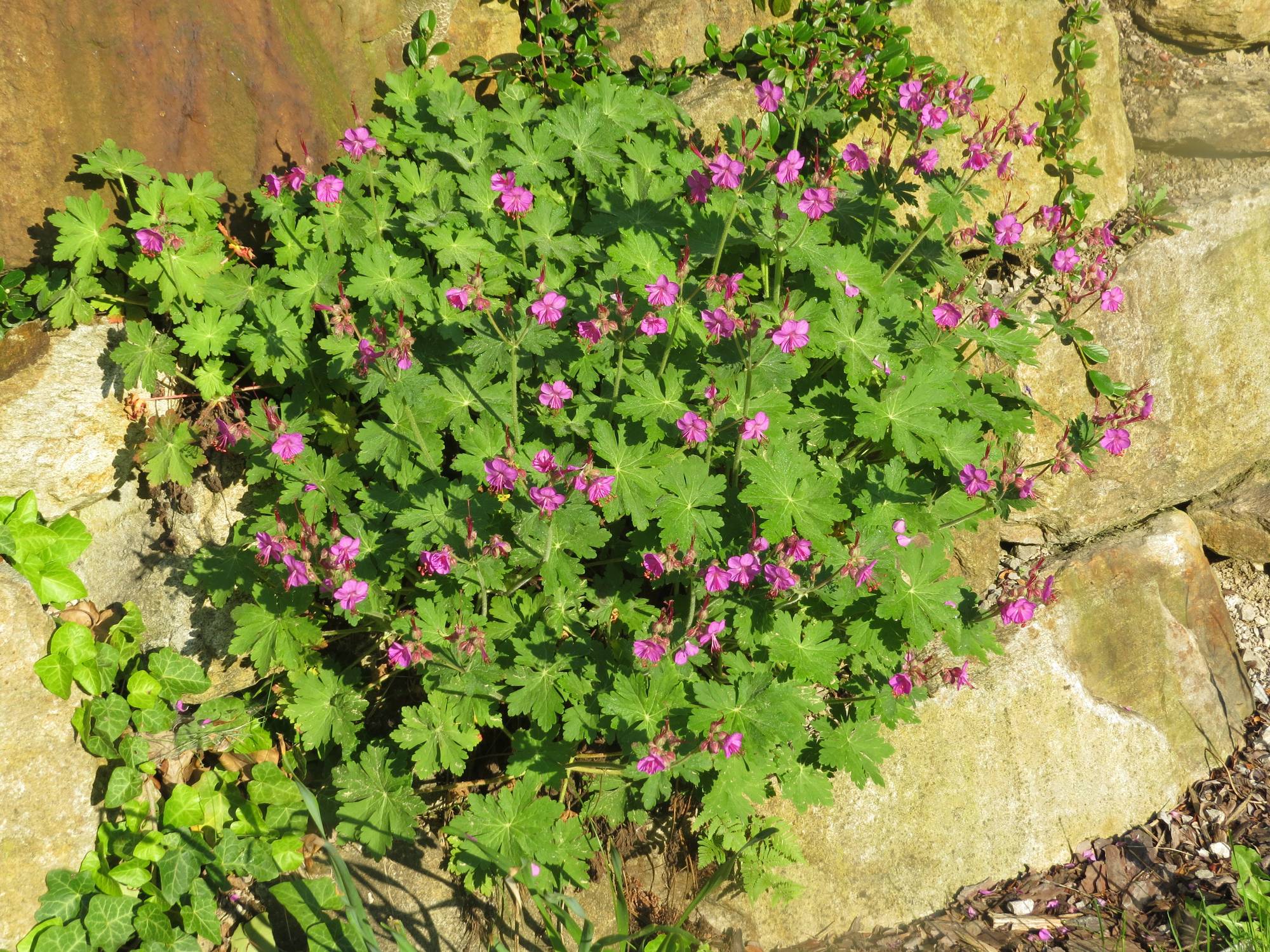 Géranium vivace