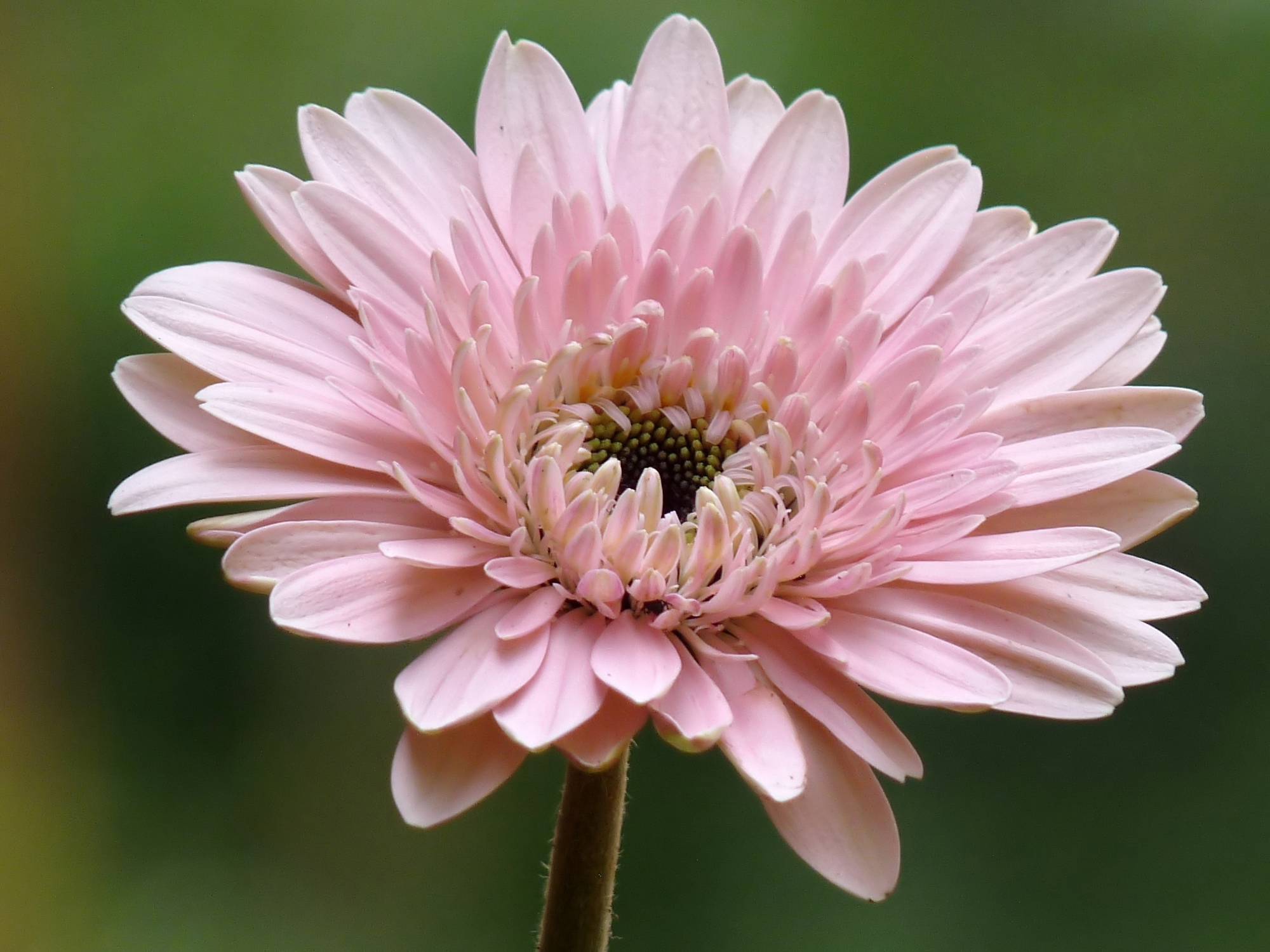 Gerbera