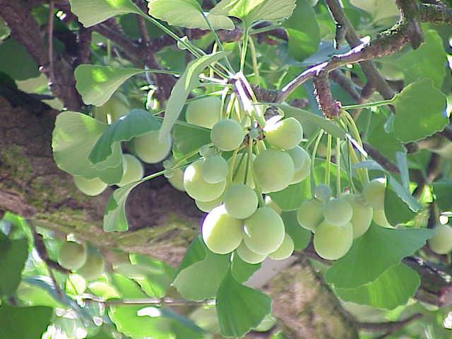 Ginkgo biloba (arbre aux quarante écus) : plantation, taille et entretien