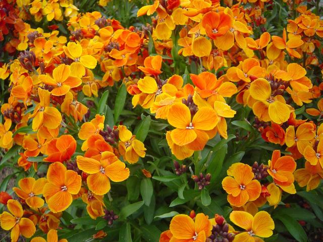 Giroflée ravenelle (Erysimum cheiri) : semis, plantation et entretien