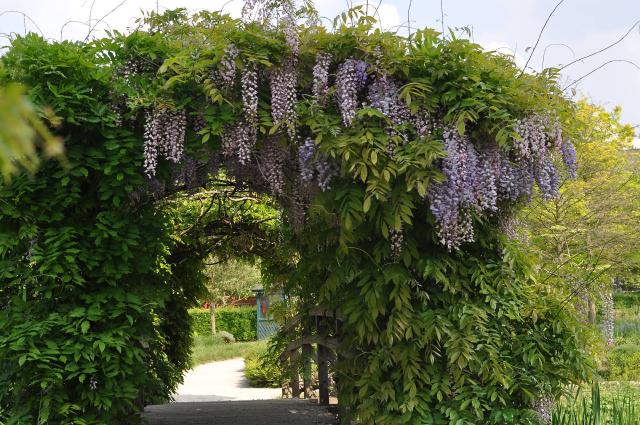 Glycine (Wisteria) : plantation, taille et entretien