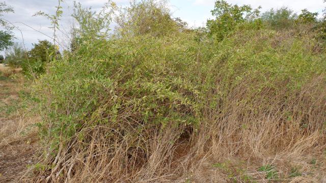 Goji (Lycium barbarum) : plantation, taille et récolte des baies