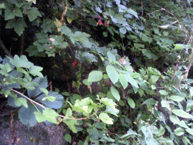 Groseillier (Ribes rubrum) : plantation, taille et entretien