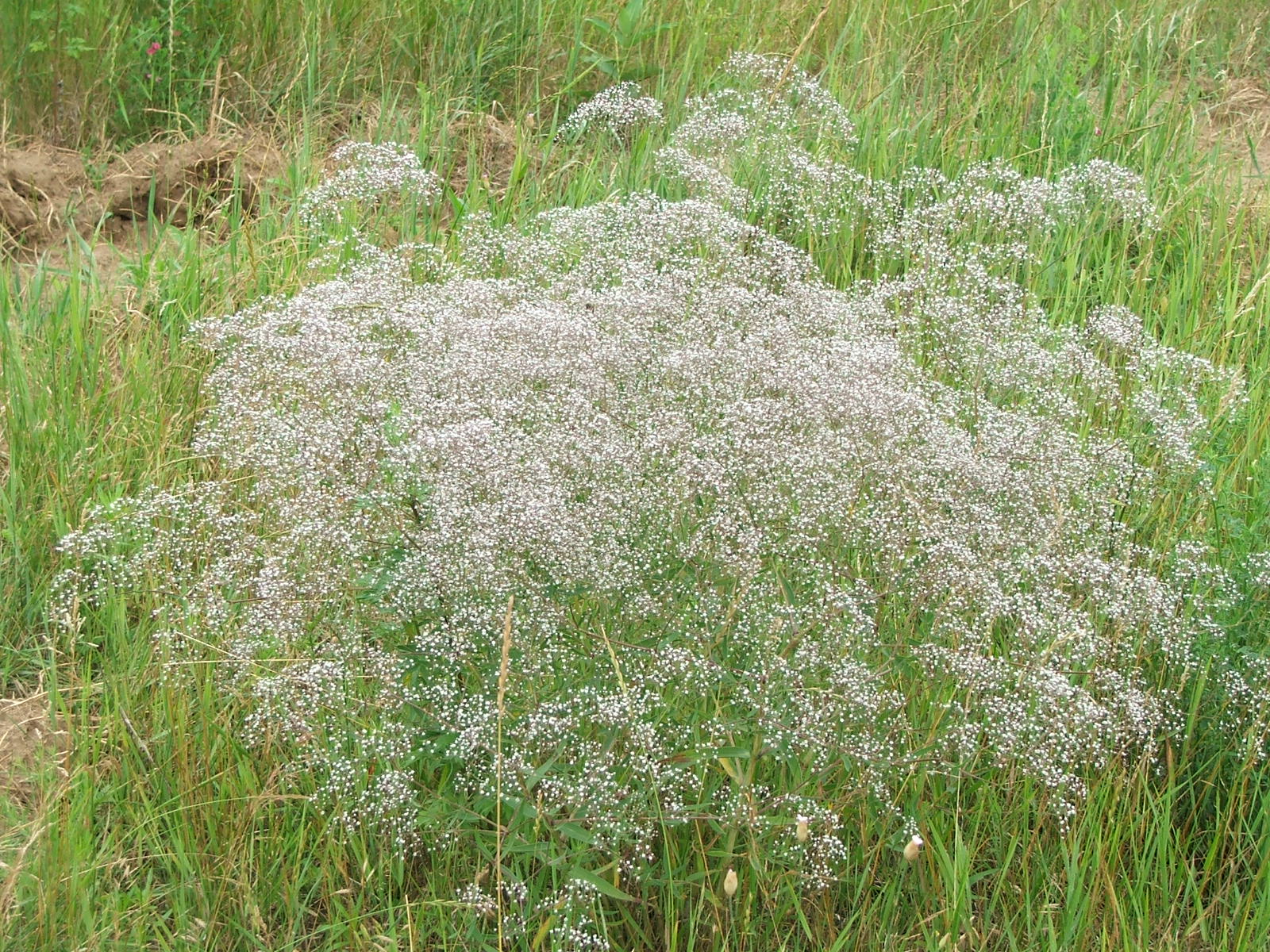 Gypsophile