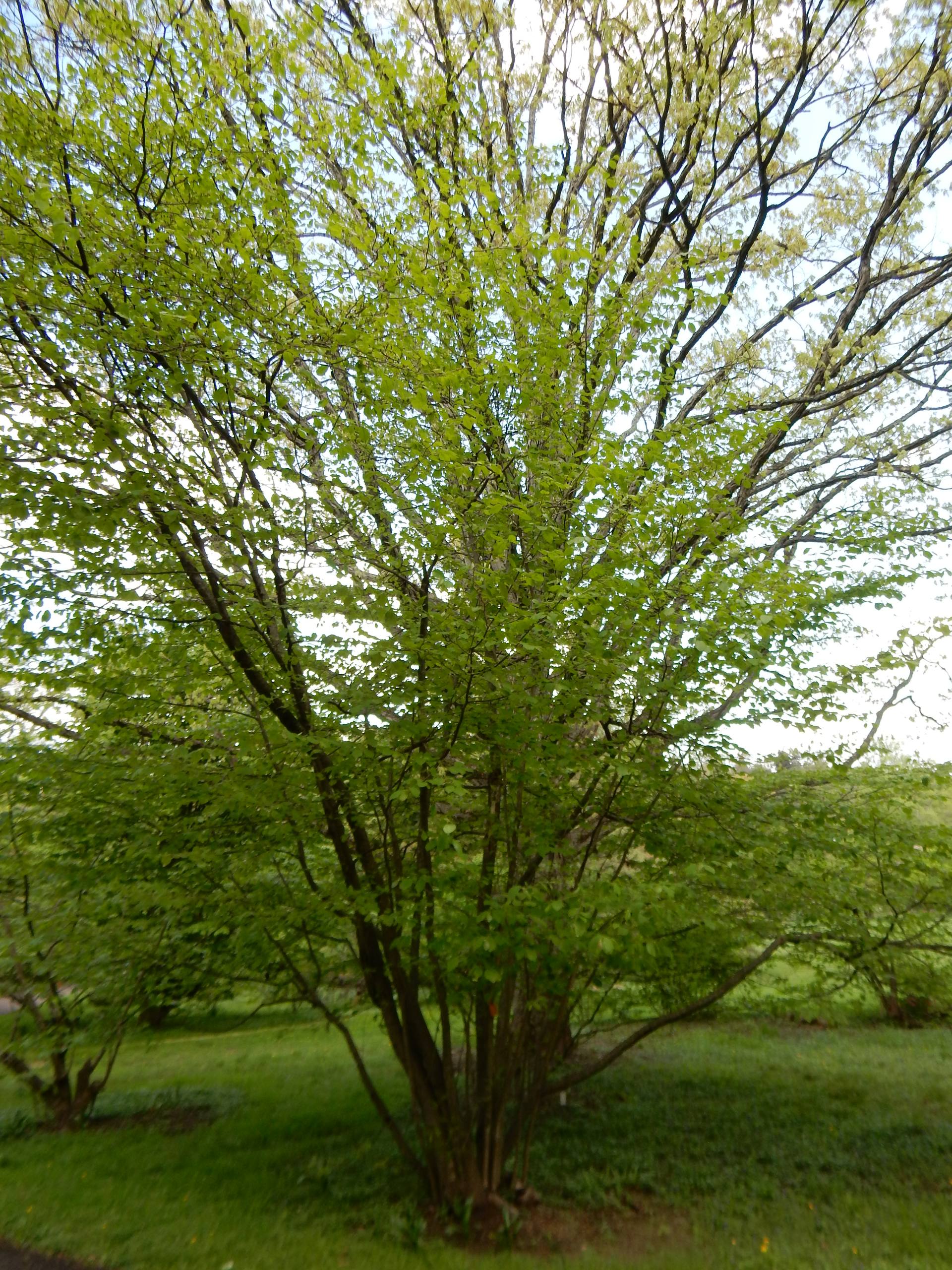 Hamamelis