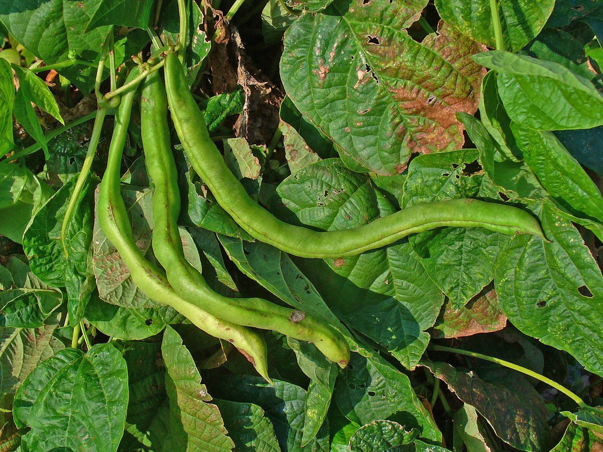 Haricot vert