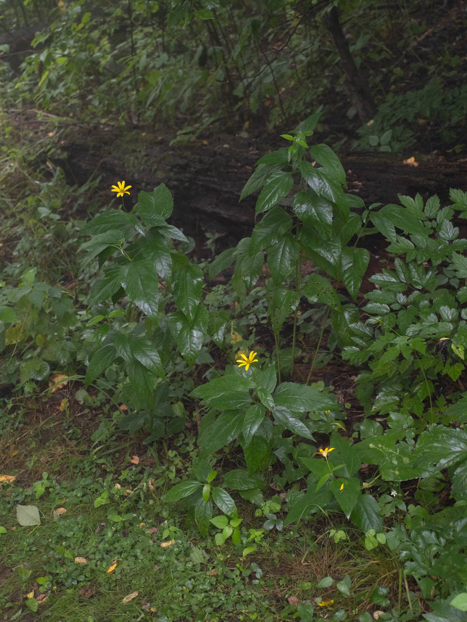 Héliopsis