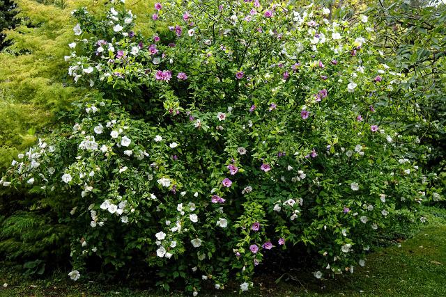 Hibiscus de jardin (Hibiscus syriacus) : plantation, taille et entretien