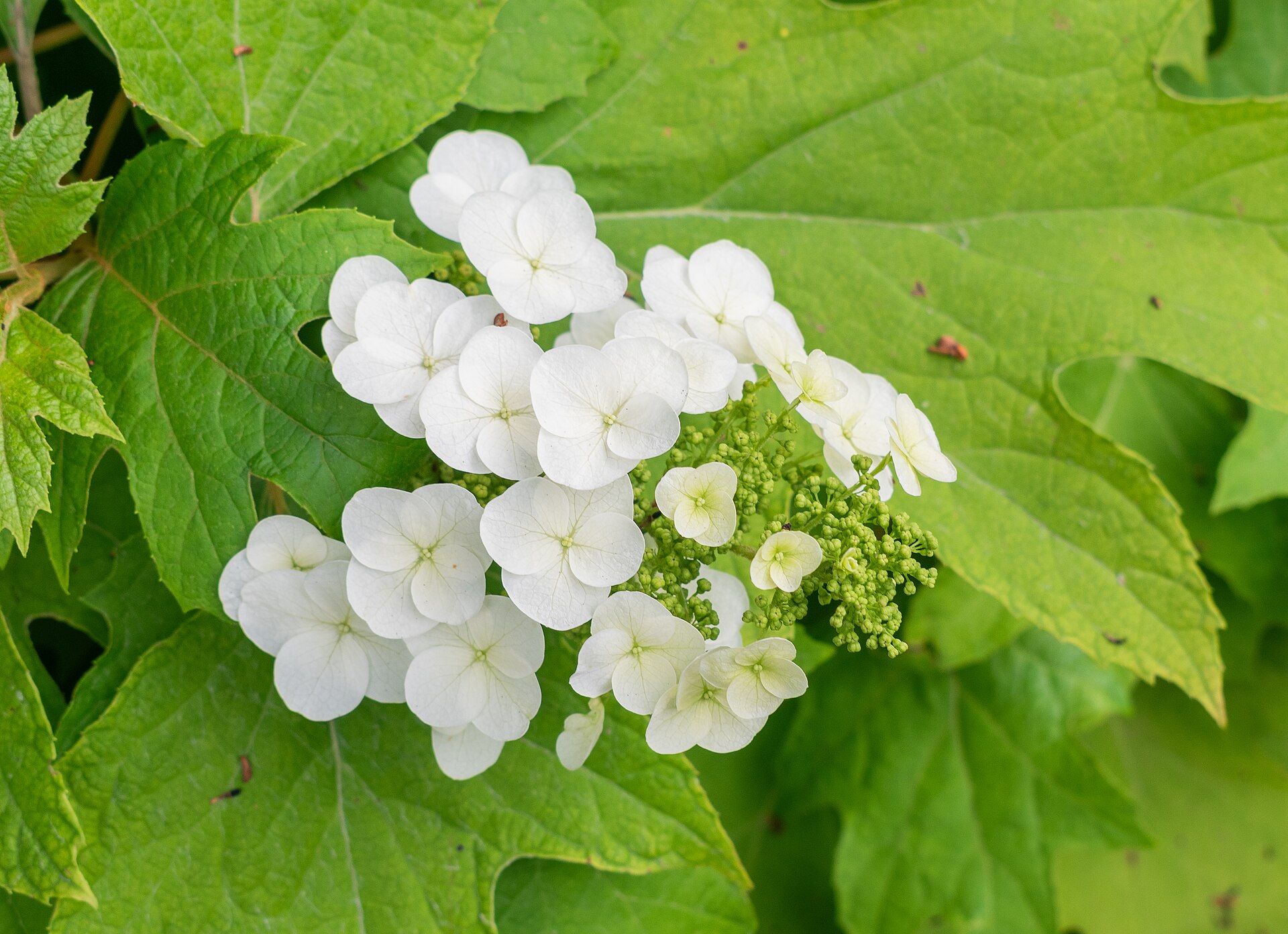 Hortensia à feuilles de chêne