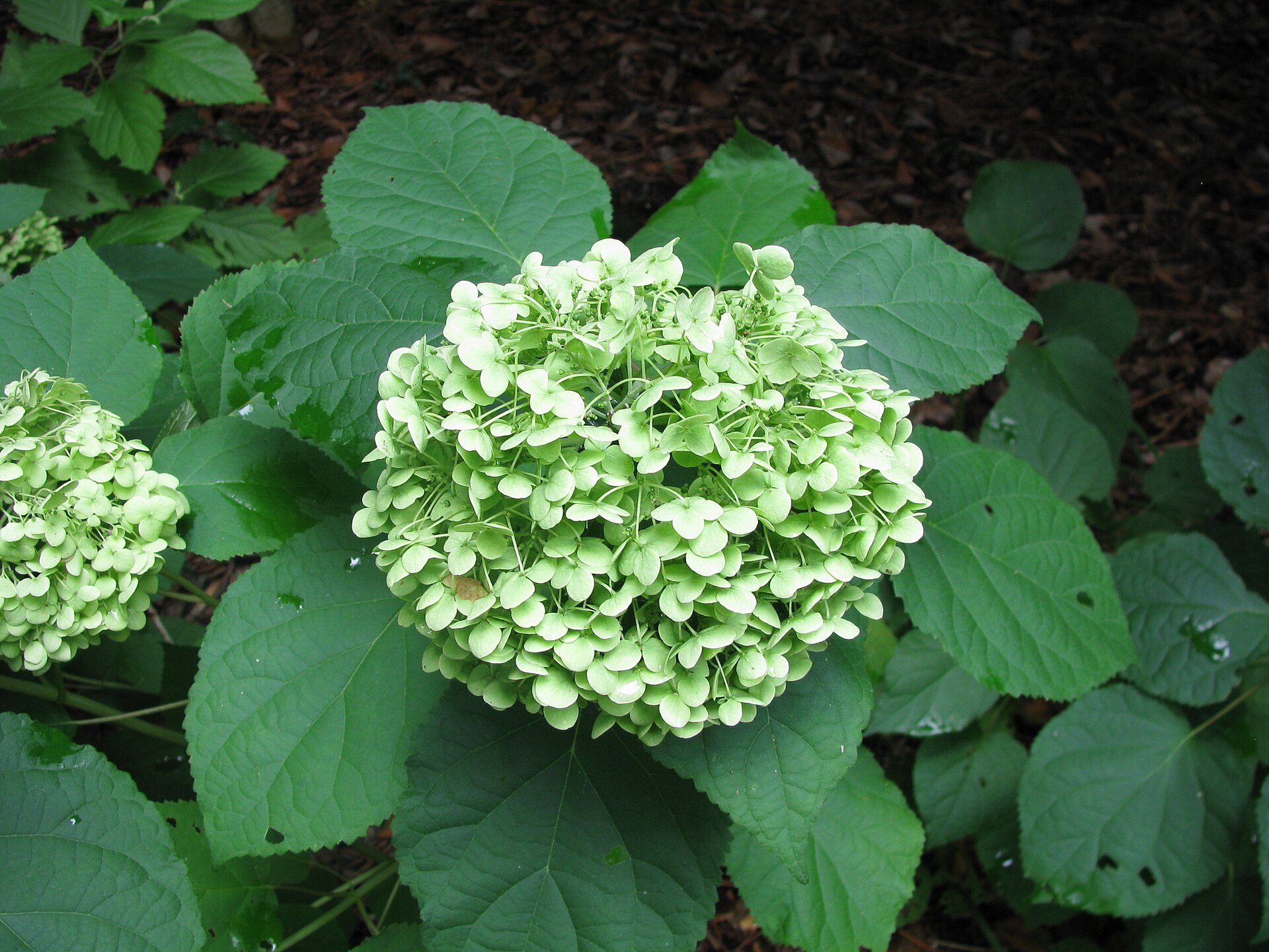 Hortensia Annabelle