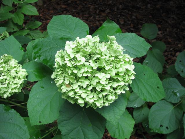 Hortensia Annabelle (Hydrangea arborescens) : plantation, taille et entretien