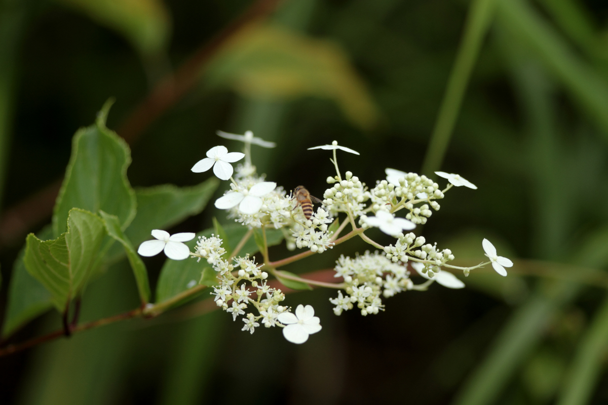 Hortensia paniculé