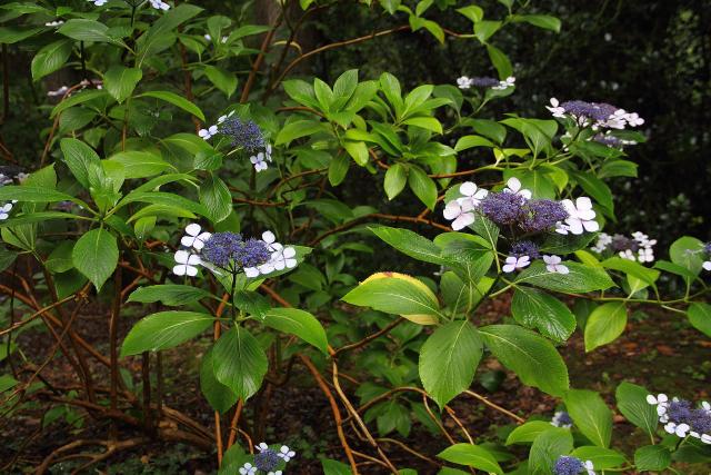Hortensia serrata (Hydrangea serrata) : plantation, taille et entretien