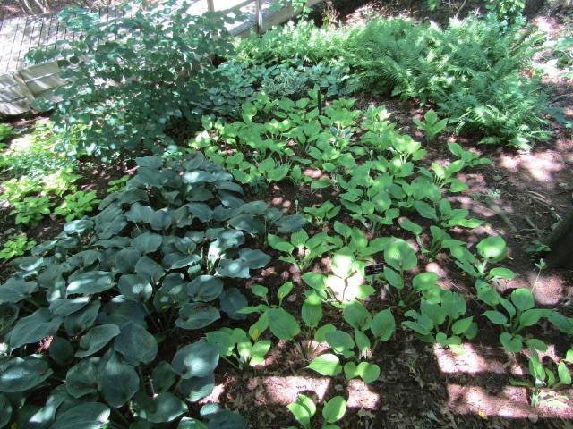 Hosta : plantation, entretien et culture à l'ombre