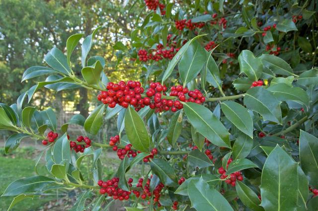 Houx (Ilex aquifolium) : plantation, taille et entretien