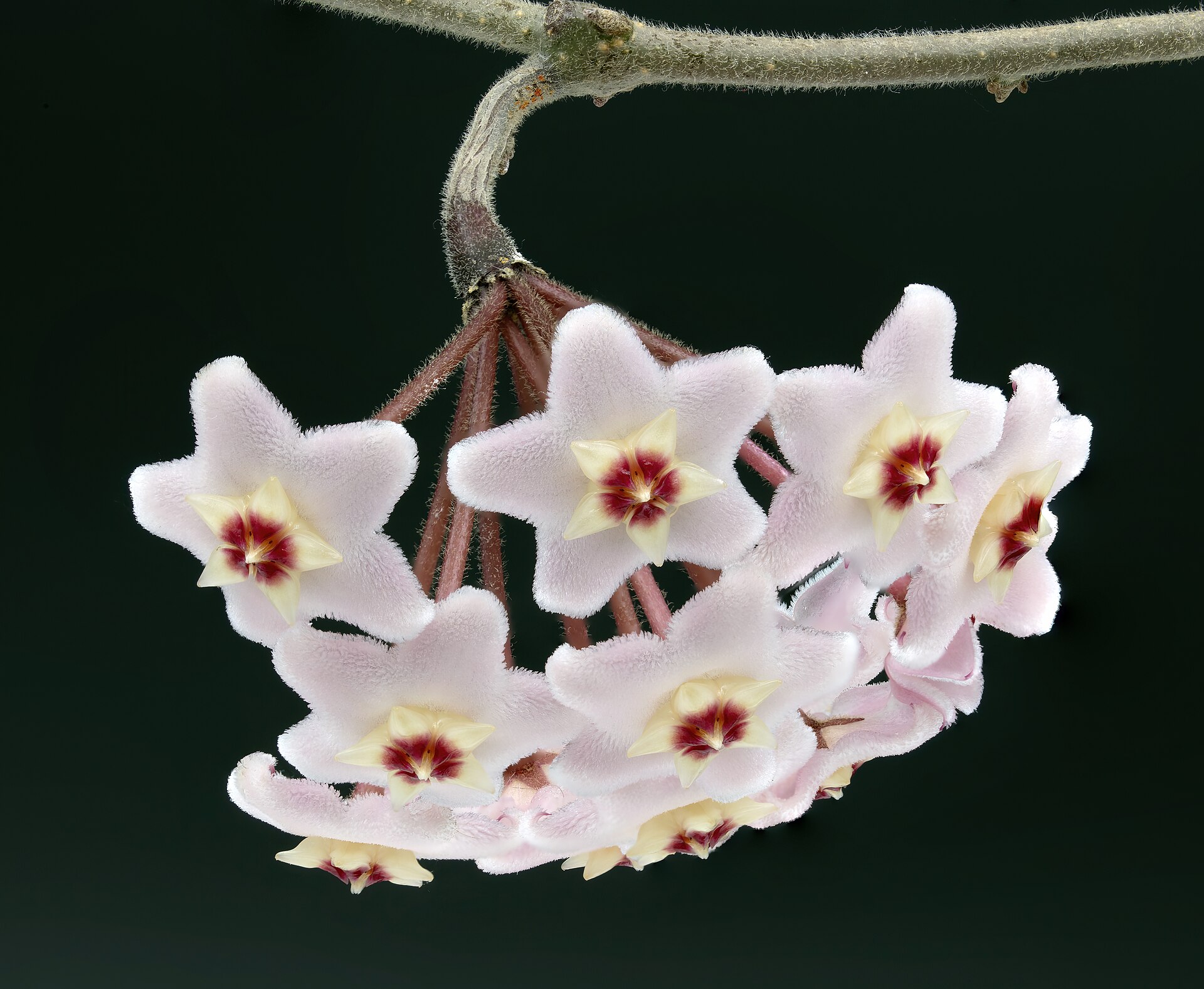 Hoya carnosa