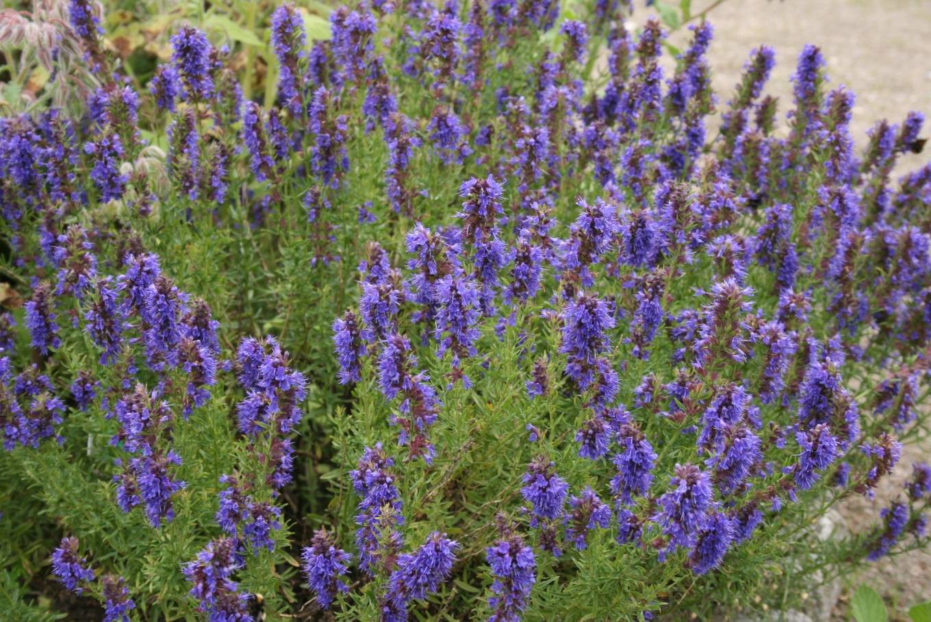 Hysope officinale