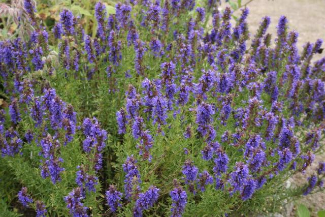 Hysope officinale (Hyssopus officinalis) : plantation, entretien et taille