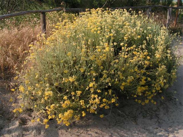 Immortelle d'Italie (Helichrysum italicum) : plantation, taille et entretien