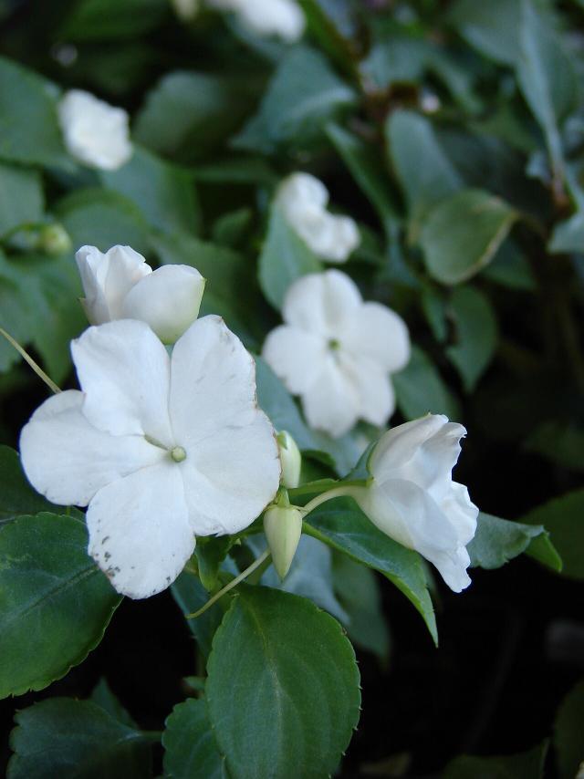 Impatiens (Impatiens walleriana) : plantation, arrosage et entretien
