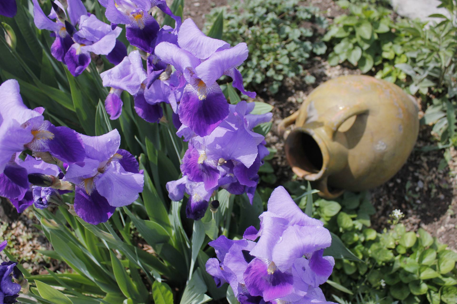 Iris des jardins