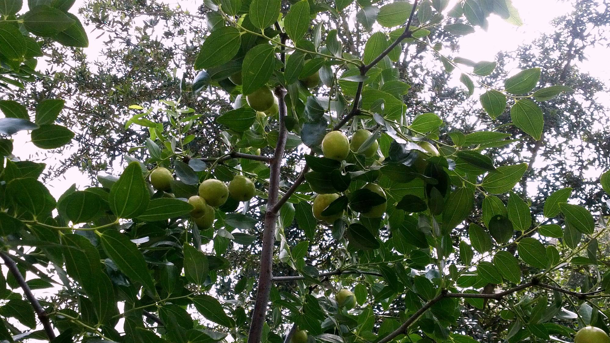 Jujubier