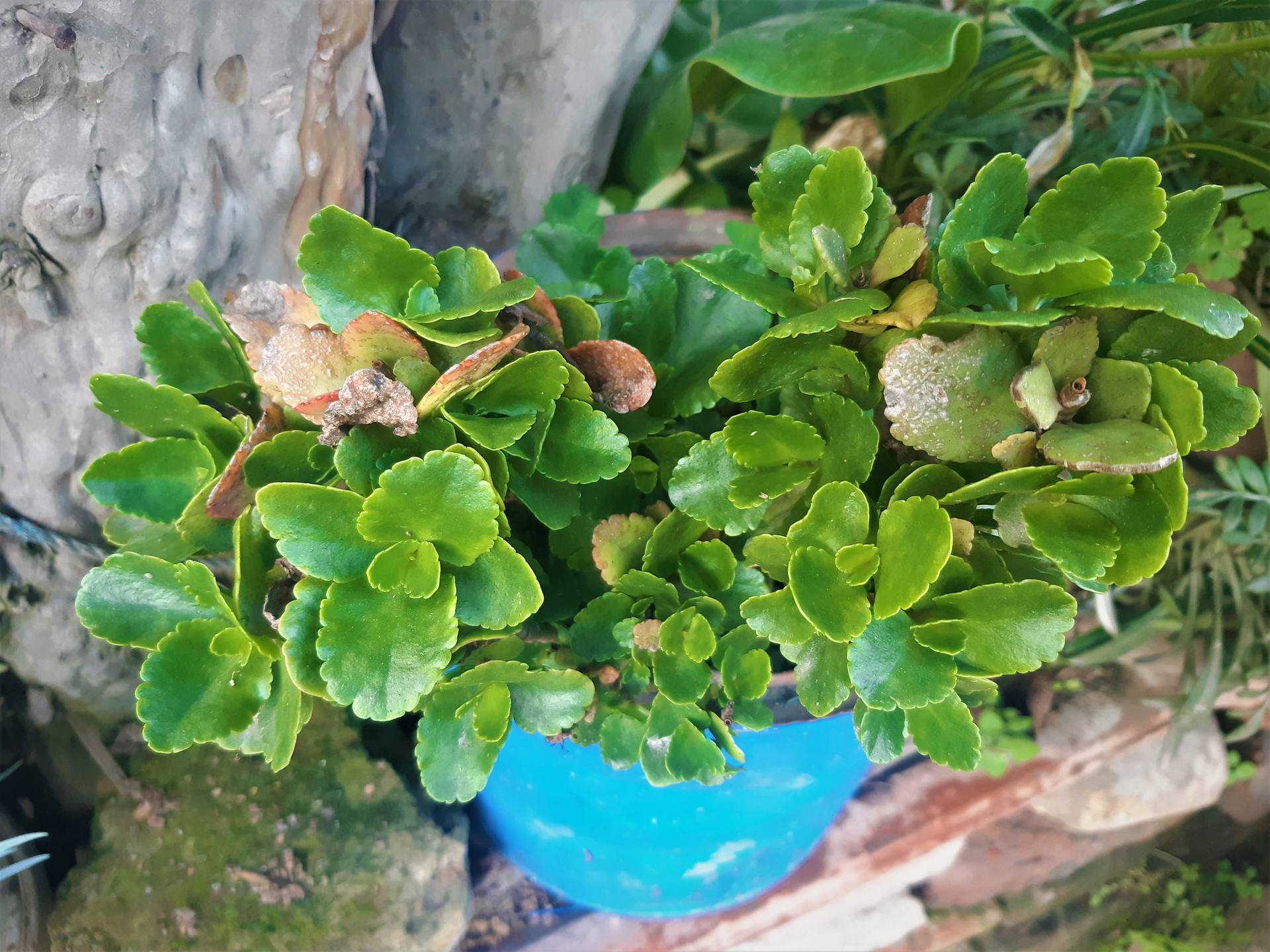 Kalanchoe