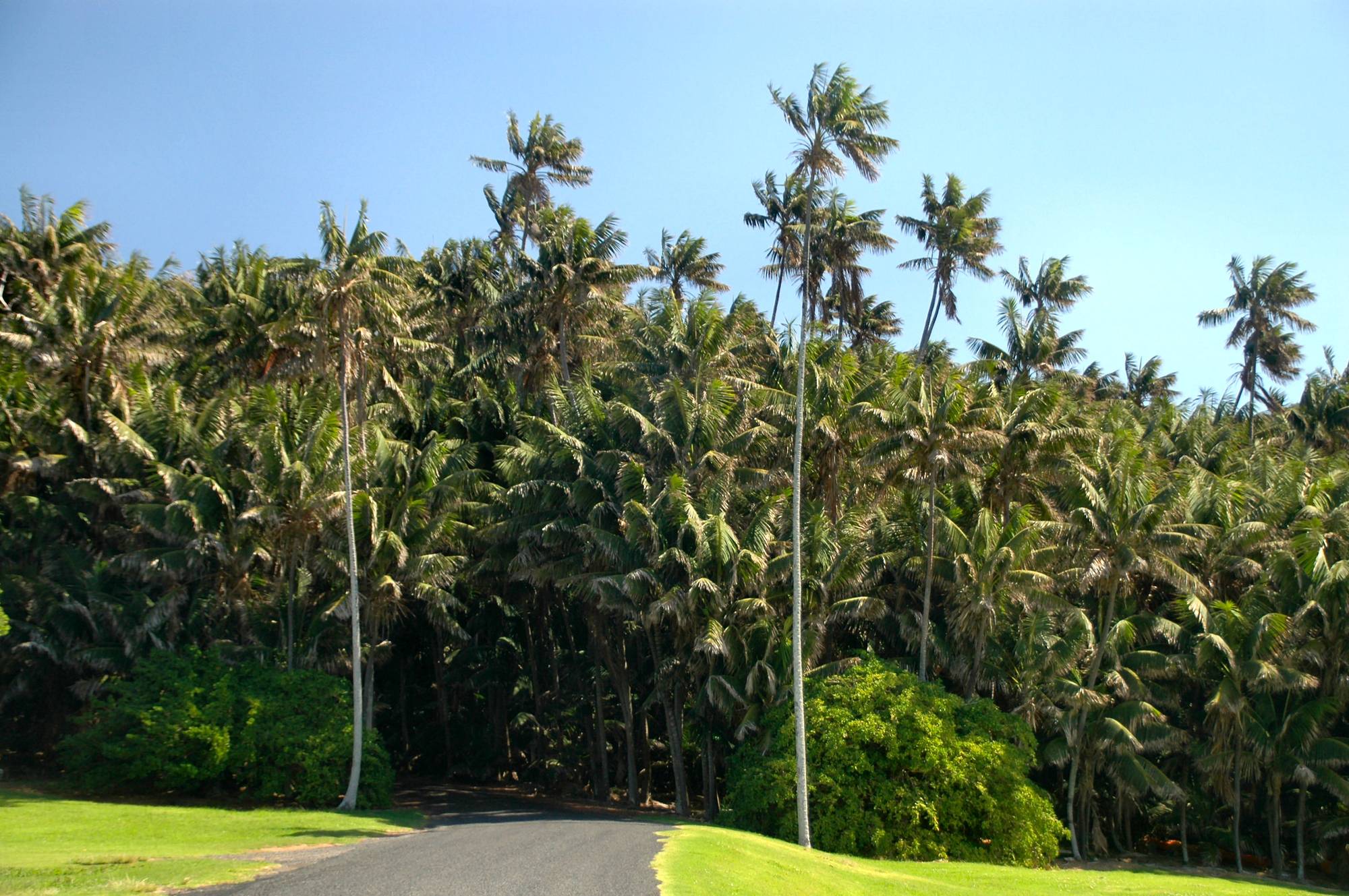 Kentia